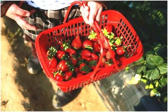 两家隐匿在迪士尼边的亲子度假庄园,采摘、烘焙,好的不得了!