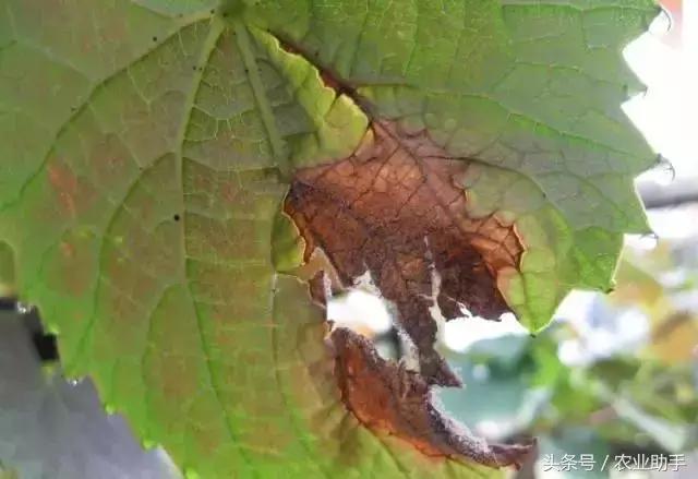 葡萄灰霉病控不住？花前用药是关键！