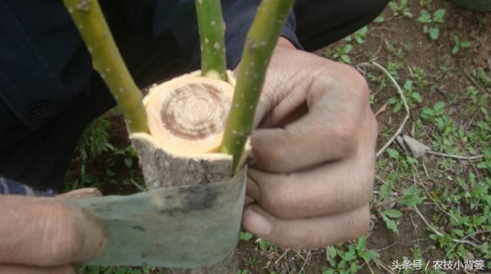 扦插嫁接生根育苗最新技术,扦插果树生根最快方法