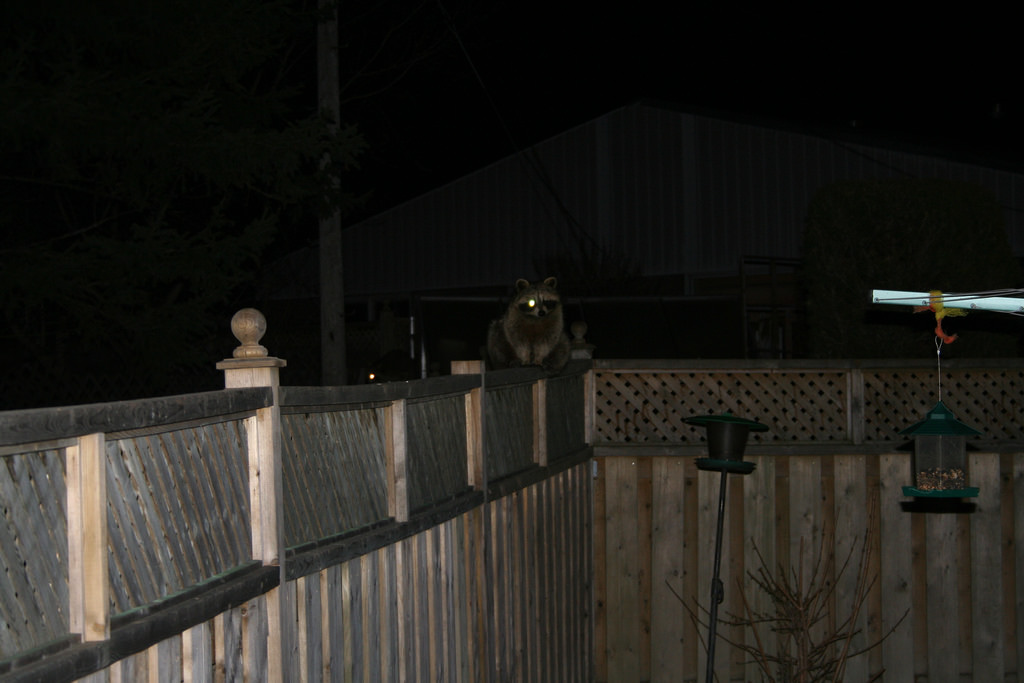 浣熊真的那么温顺吗,浣熊适不适合养