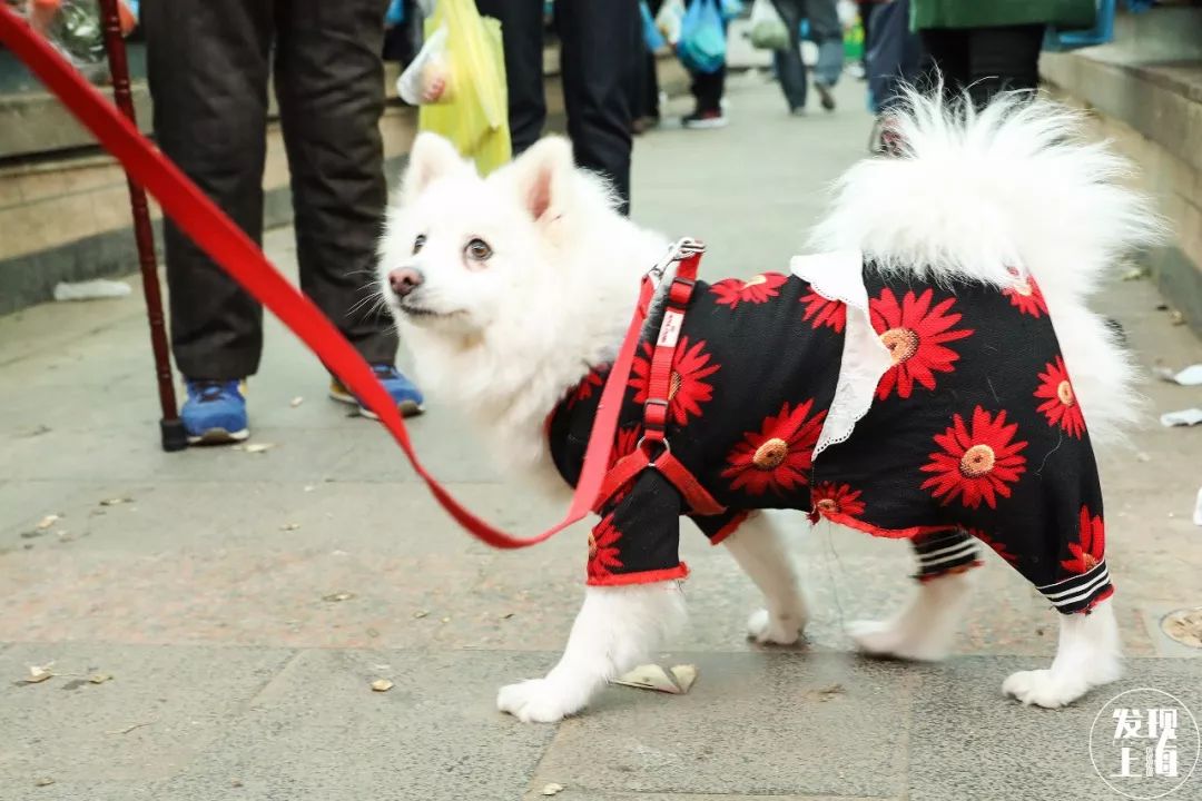 上海老浦东菜场,上海最大的菜市场有哪几个