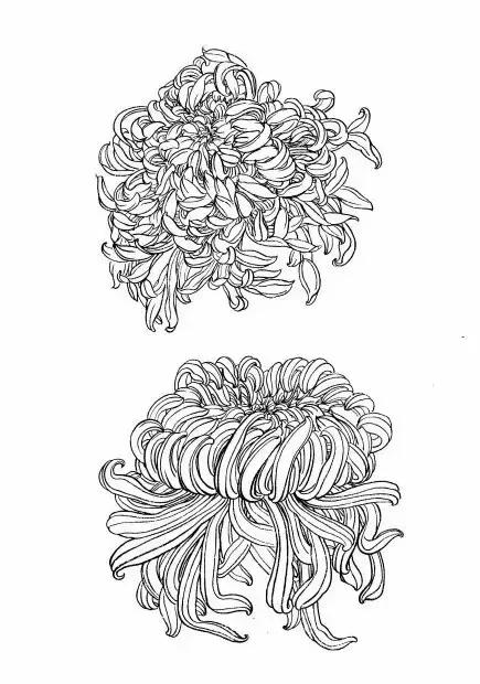 入门白描花卉菊花视频,白描菊花国画如何上色