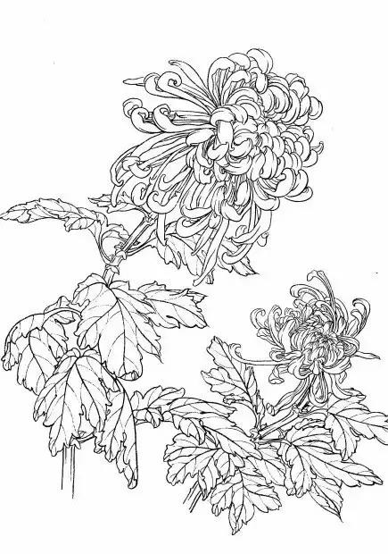 入门白描花卉菊花视频,白描菊花国画如何上色