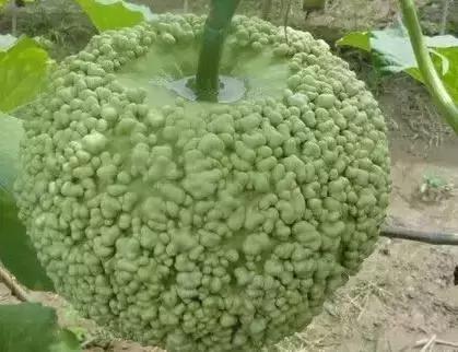 全国各地都有什么文玩,世界各地文玩