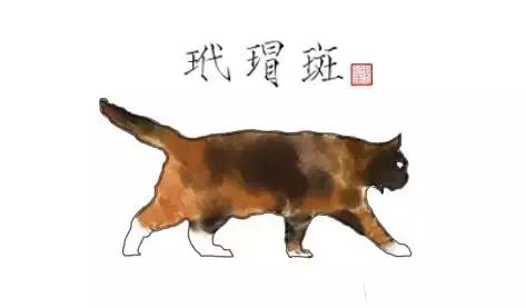 猫谱：因相成名，因名成谱《蓝毛毛找猫》24：猫出有名