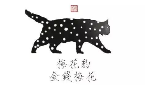 猫谱:因相成名,因名成谱《蓝毛毛找猫》24:猫出有名