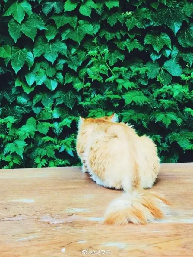 猫谱：因相成名，因名成谱《蓝毛毛找猫》24：猫出有名