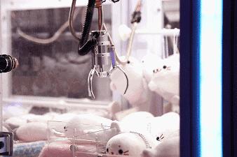 网传抓娃娃绝技大考核|攻略在手，天下娃娃我有！