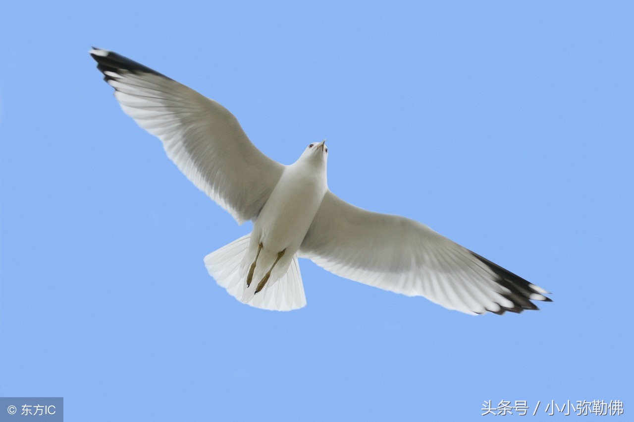 怎么挑选优质信鸽？眼砂很重要！你会吗？