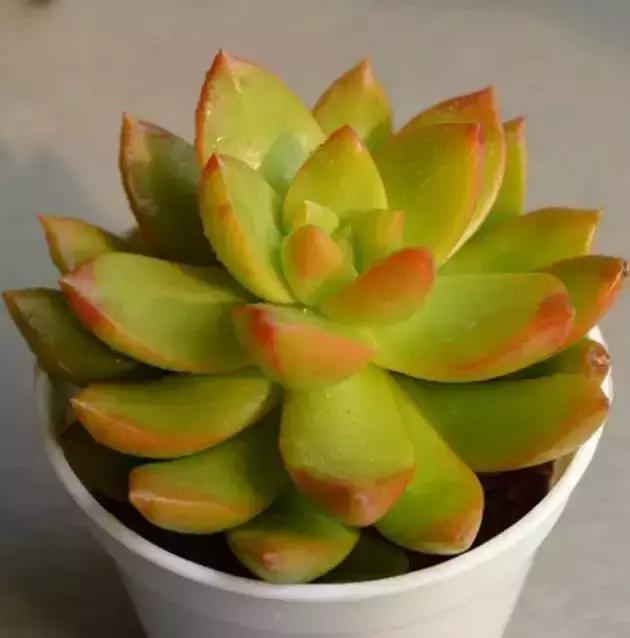 270种常见多肉图谱,270种常见多肉盆景