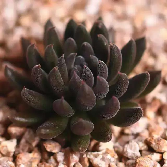 270种常见多肉图谱,270种常见多肉盆景