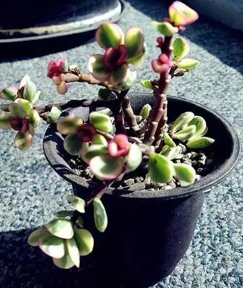 270种常见多肉图谱,270种常见多肉盆景