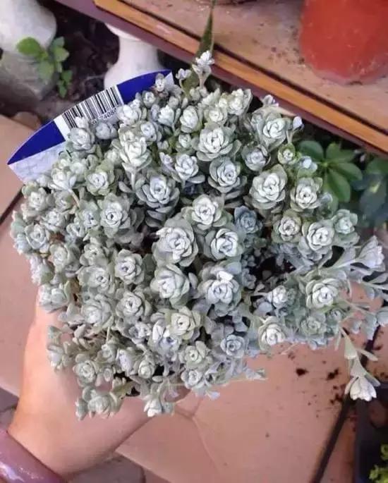 270种常见多肉图谱,270种常见多肉盆景