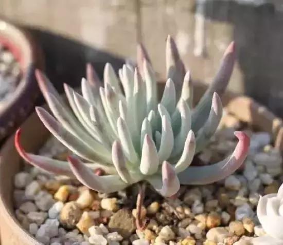 270种常见多肉图谱,270种常见多肉盆景