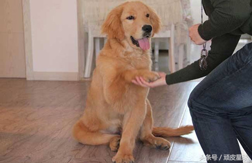 狗狗必须知道的知识,狗狗必备100个常识