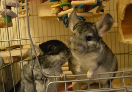 龙猫同笼打架,龙猫打架会有什么后果