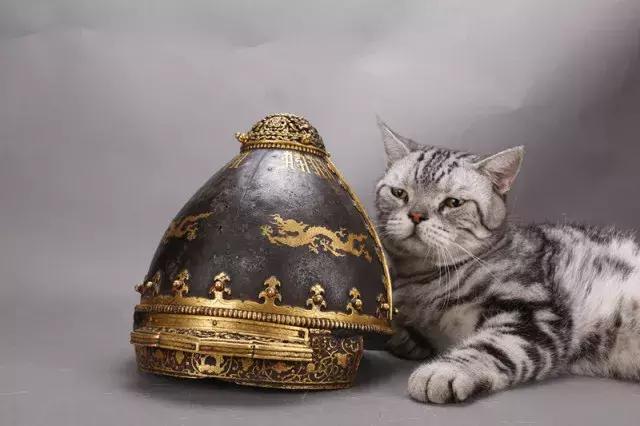 盘点中国古代猫,中国名猫有哪些猫