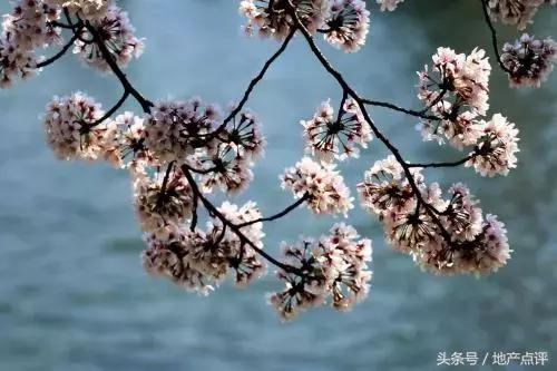 8年限售，彻底套牢！安徽某县突发新政！桥北老盘今起登记