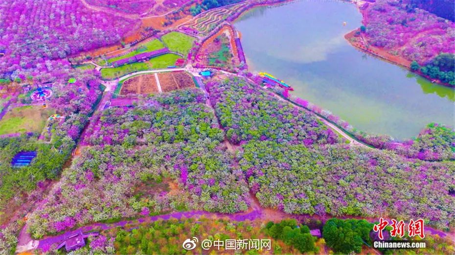 美爆了雨中的园博园风景美如画,美爆最美樱花大道继续绽放