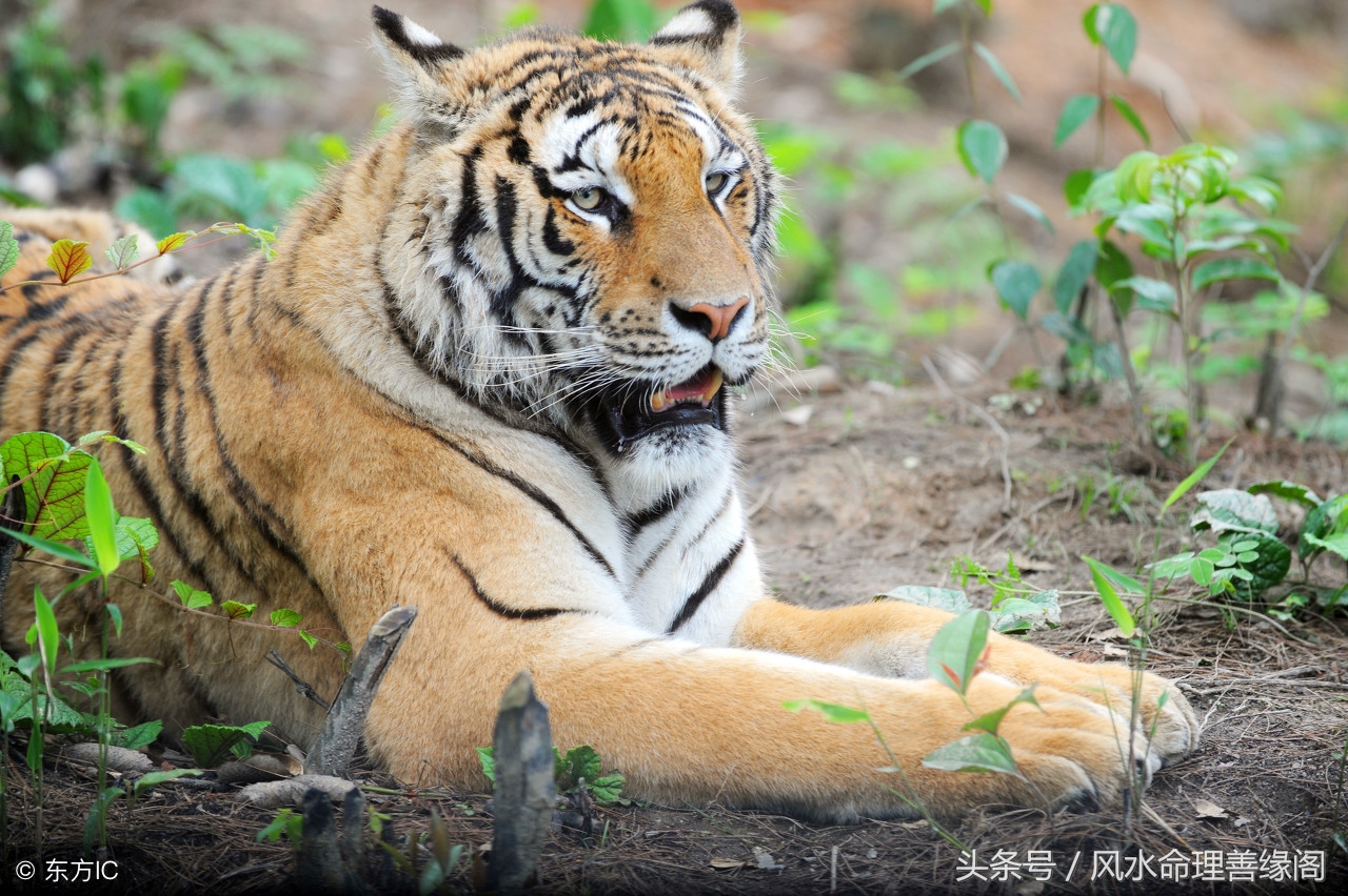 2018年十二生肖总体运势解析,2018年十二生肖每周运势详解