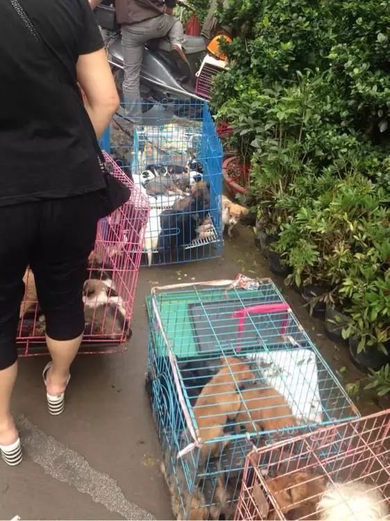 狗狗丢失1天如何找,狗狗丢失了怎么找回