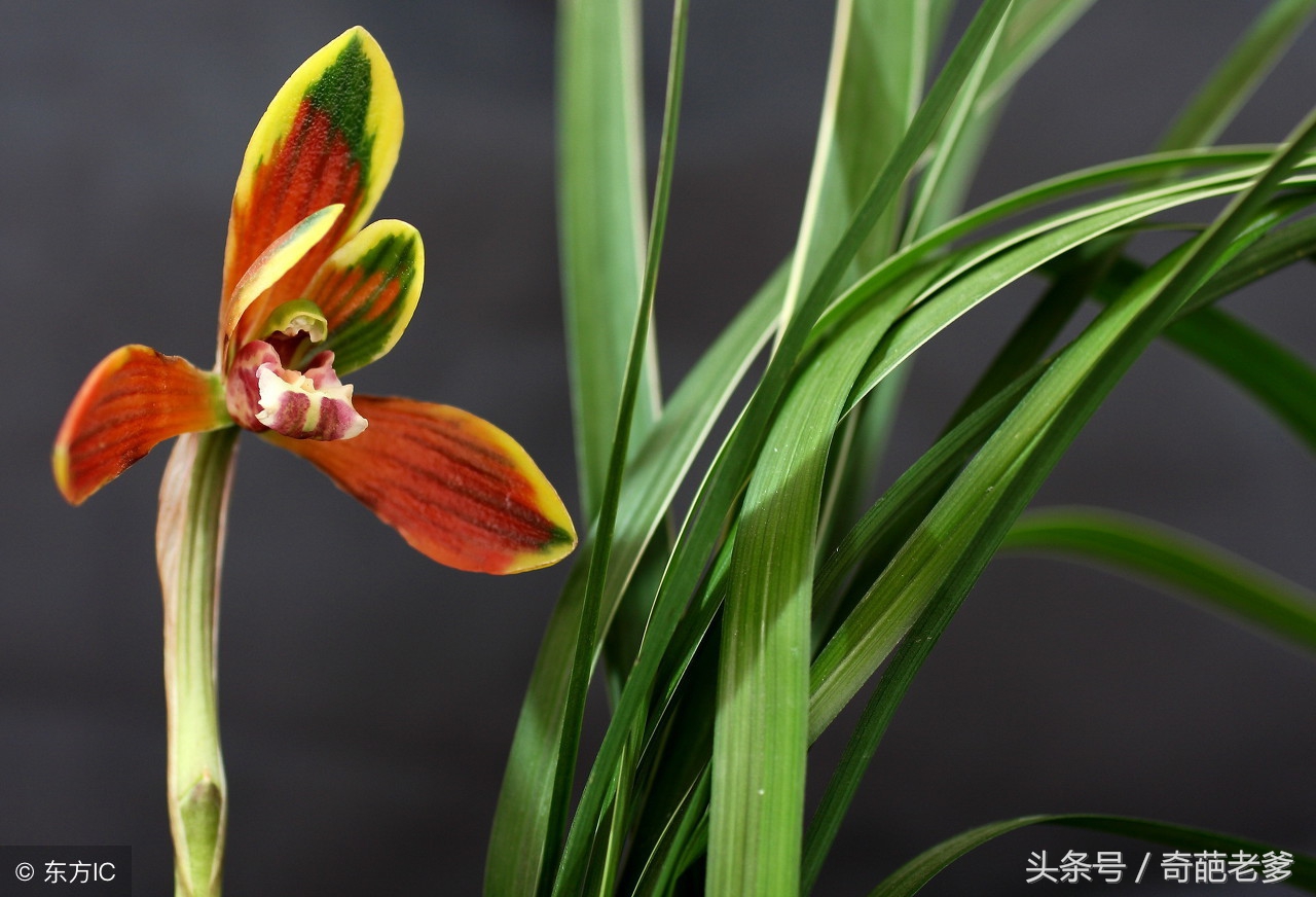 怎样养兰花才是正确的方法,兰花要怎么养才养得好