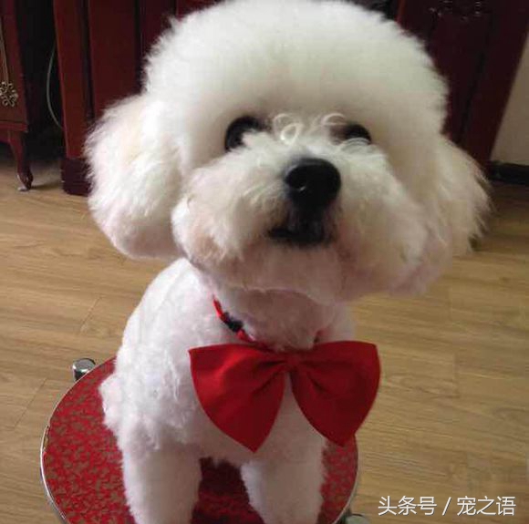 狗狗发型贵宾,泰迪狗贵宾犬发型