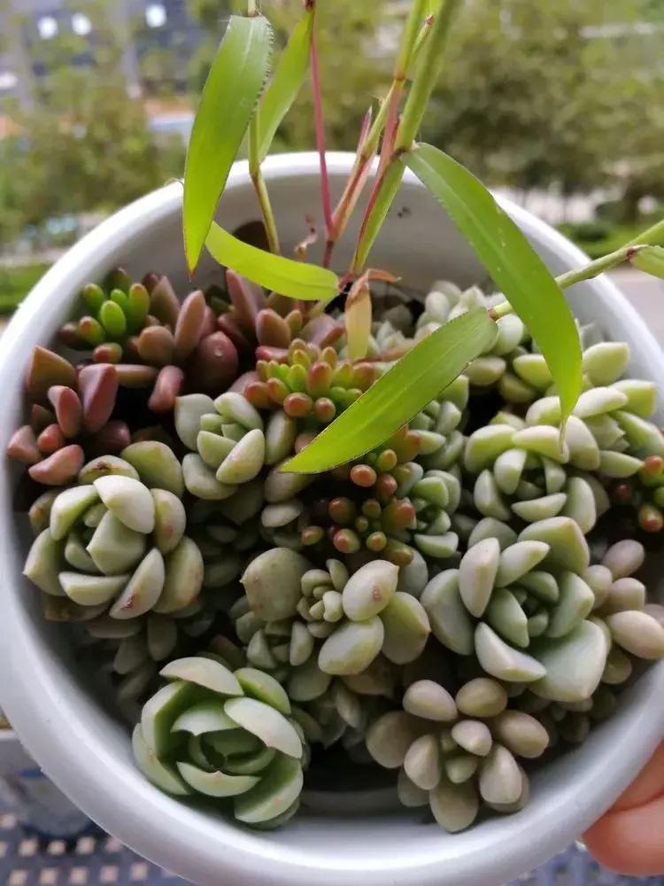 为了多肉改造阳台,疯狂的她