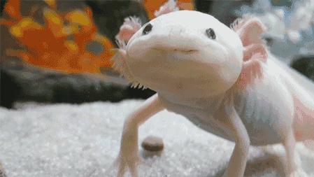 油炸六角恐龙好吃吗怎么做,六角恐龙油炸方法