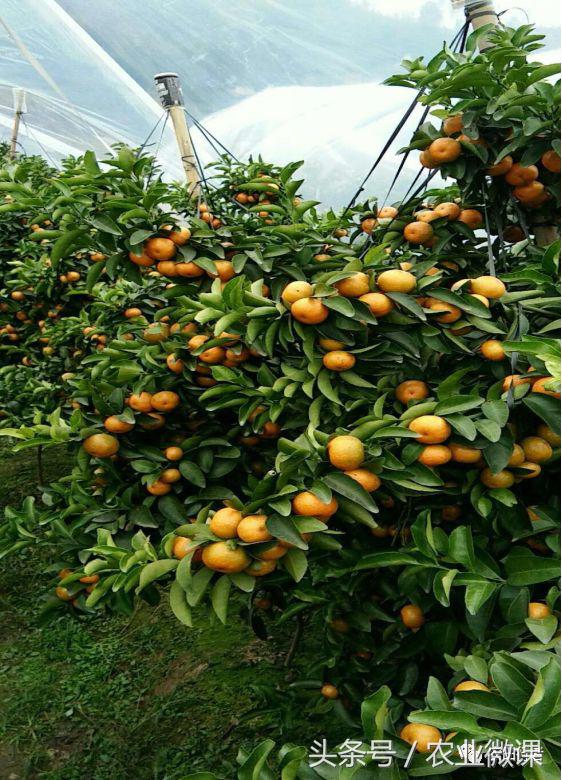 看见自家柑橘树上“飘零的花朵”，真的很忧愁啊！你有招吗