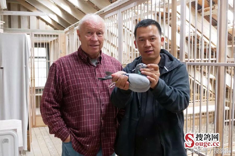 搜鸽网信息,赛鸽资讯知识分享