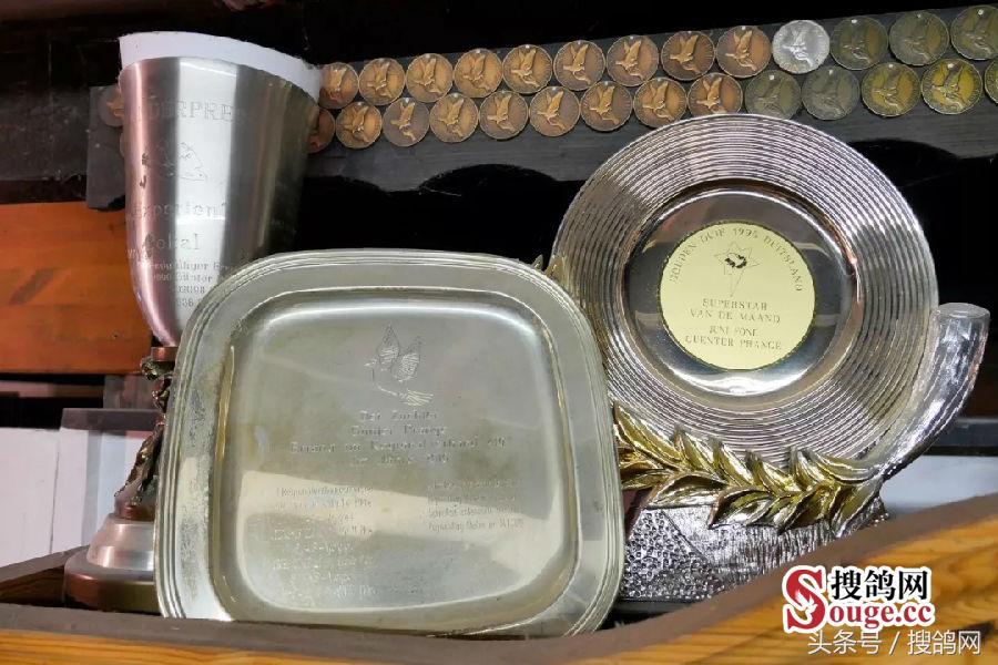 搜鸽网信息,赛鸽资讯知识分享