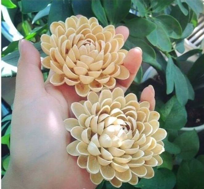 开心果吃完不要扔,开心果可以做哪些实验