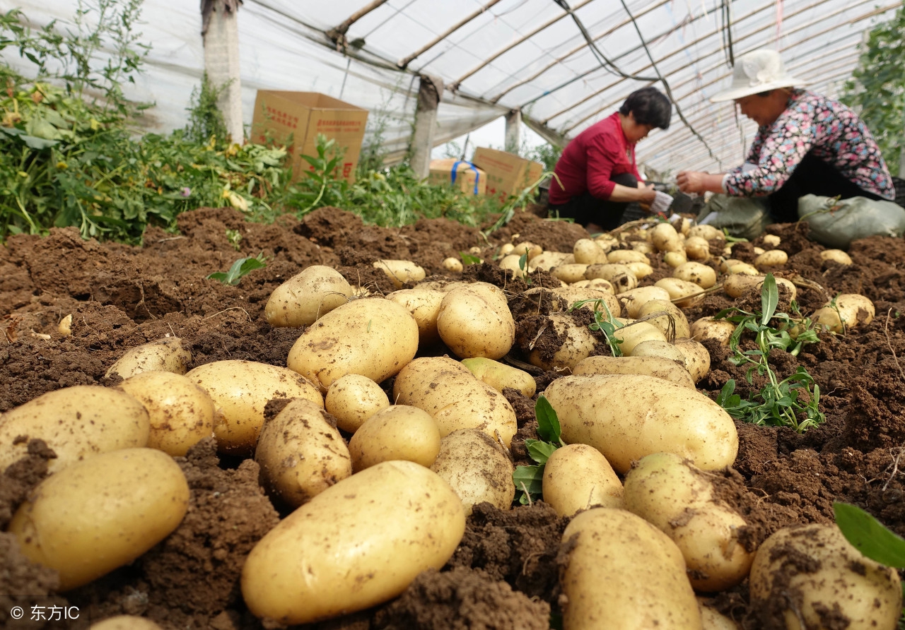 中国的马铃薯之乡在哪里,中国马铃薯之乡河北