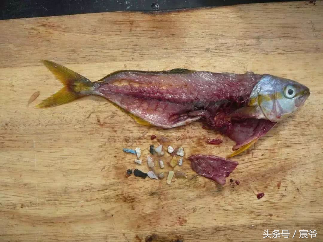 阿迪达斯海洋垃圾鞋,阿迪达斯海洋垃圾鞋叫什么