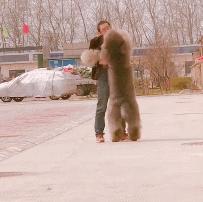 巨型泰迪很委屈找主人抱抱,巨型泰迪逛街求抱抱