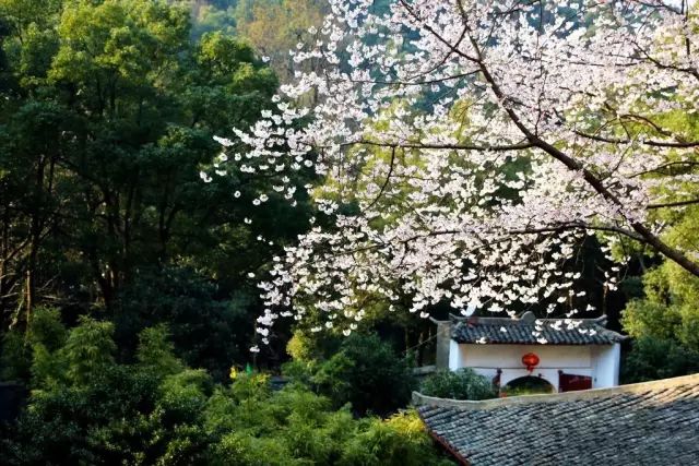 带你去流溪湾丰华园赏樱花,走啊我带你去看樱花的文案