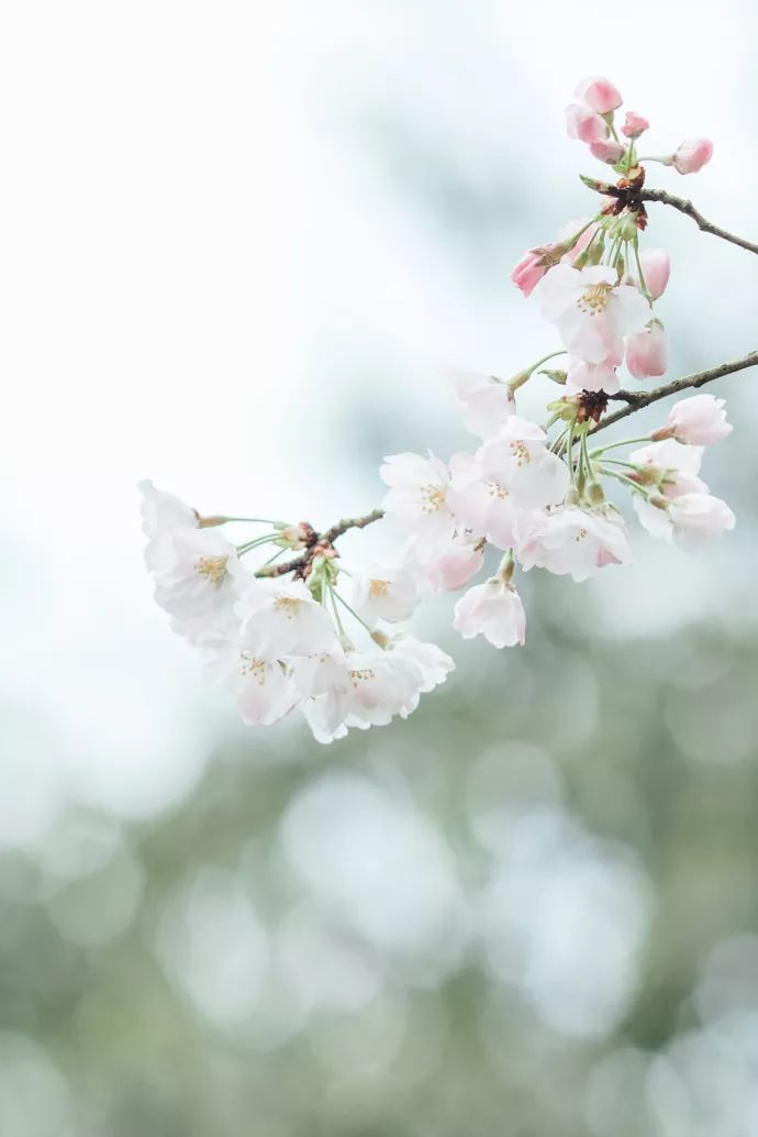 带你去流溪湾丰华园赏樱花,走啊我带你去看樱花的文案