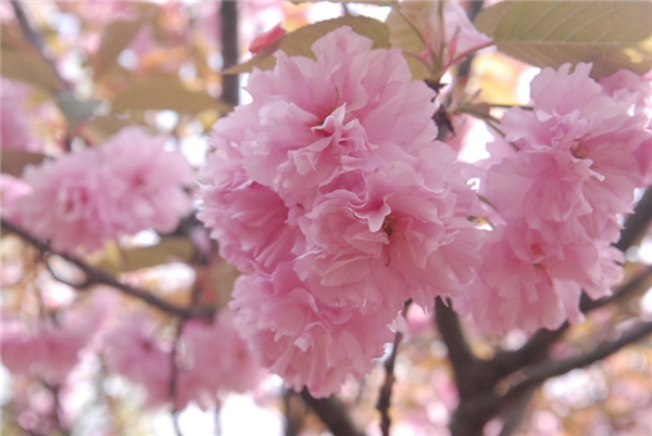 樱花校园参观的地方,带你来天津看樱花