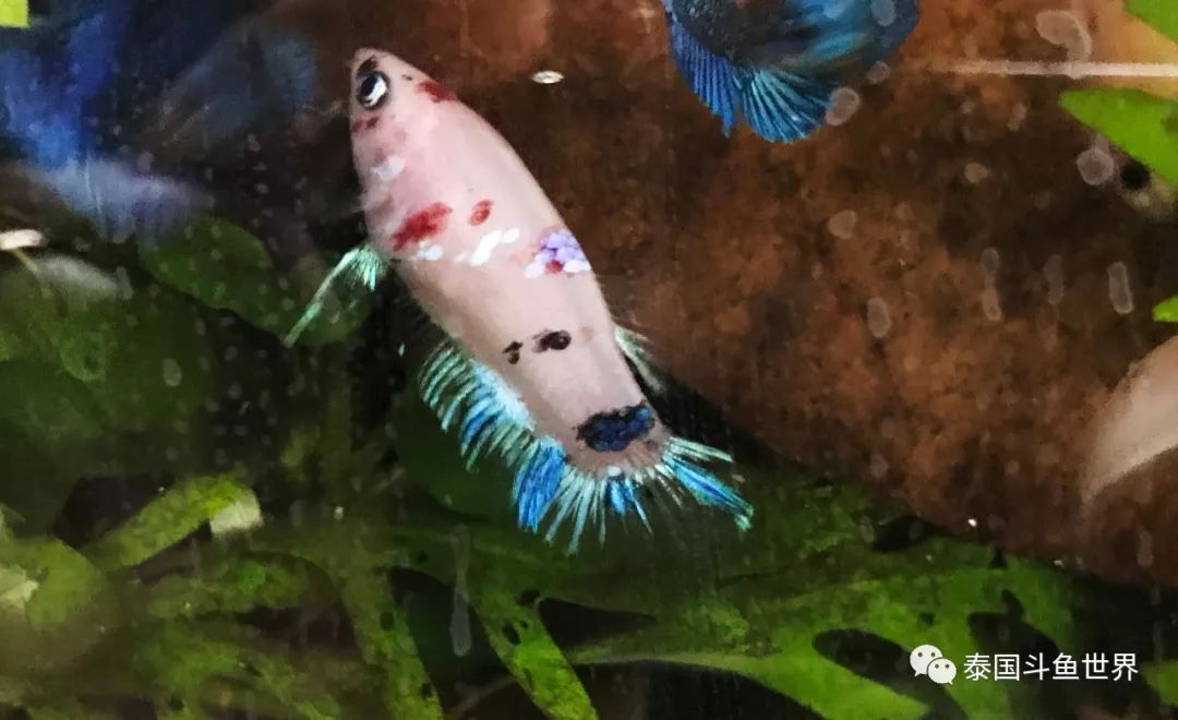 泰国斗鱼洗色需要多久,泰国斗鱼洗色跟环境有关吗