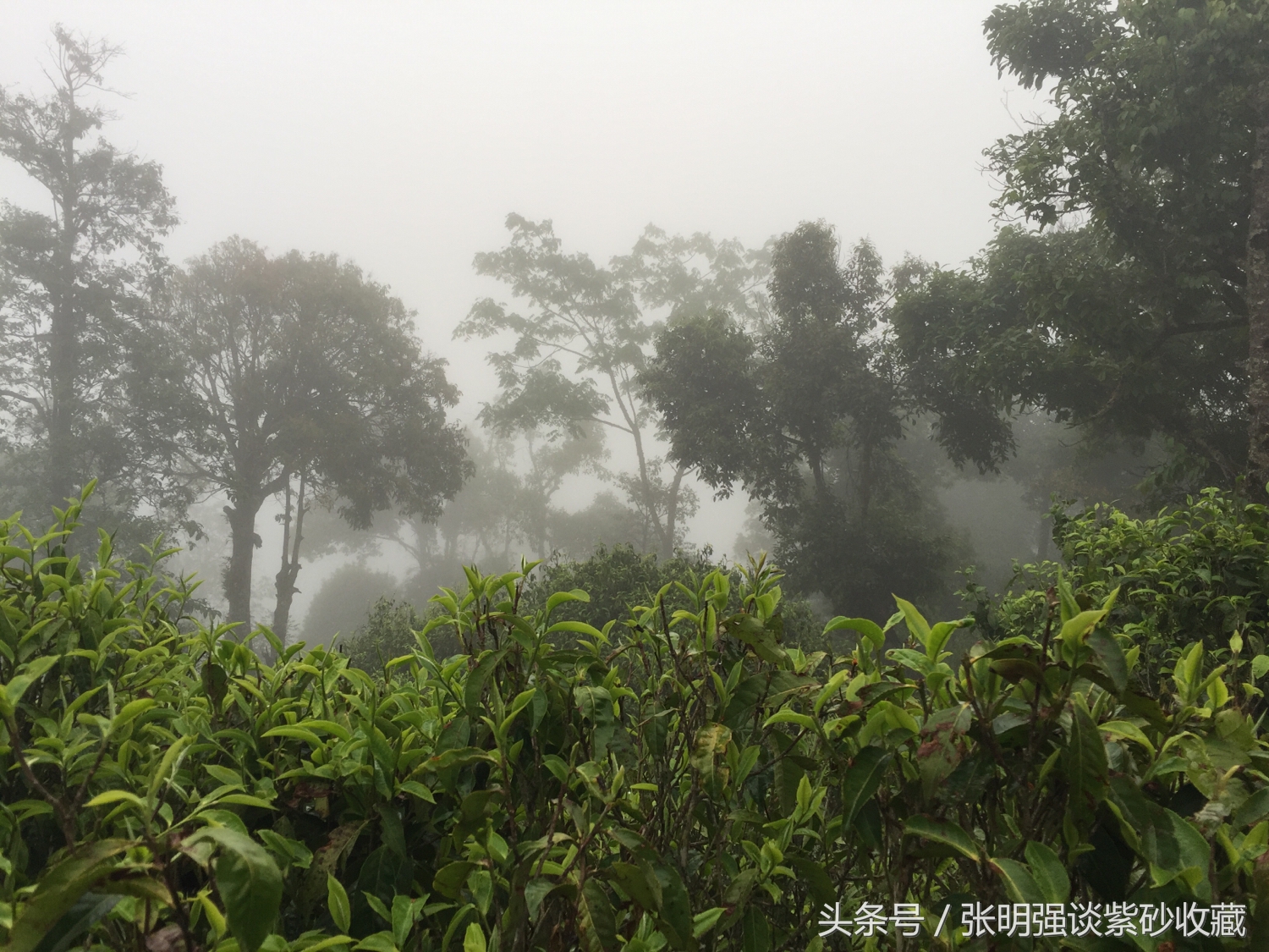 茶叶有＂农药残留＂和＂残留量超标＂是否一码事？