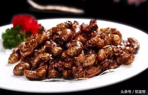 金蝉养殖有哪些好处,芦笋养殖金蝉效益