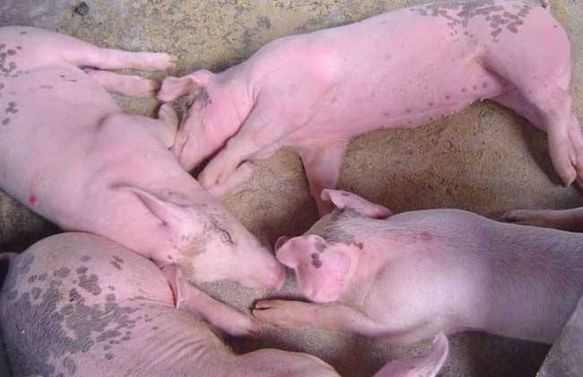 伪狂犬的防控措施