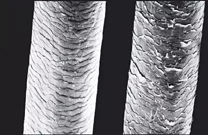 头发发叉易断干枯用什么护发精油,头发干枯急救精华