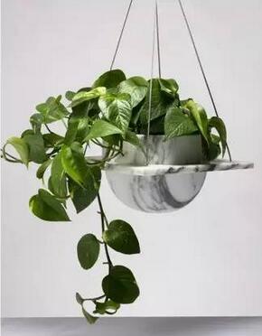 吸甲醛最好的绿植是什么,吸甲醛的绿植哪个最好