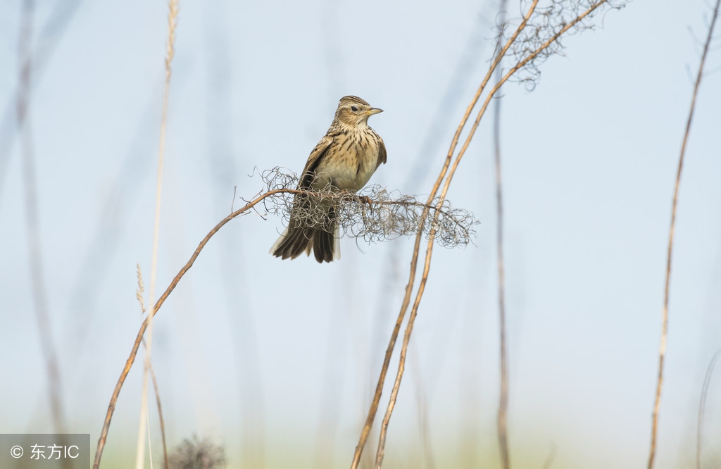 听一听云雀鸟的叫声,云雀鸟天空中的自然叫声