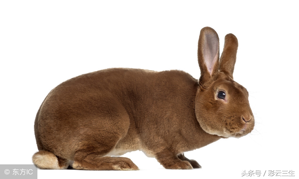 獭兔饲养技术獭兔饲养禁忌,獭兔养殖技术技巧