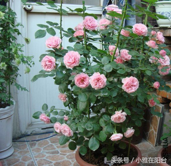 这6种花随便扔土里就能活,长势最快的爬藤植物不怕晒