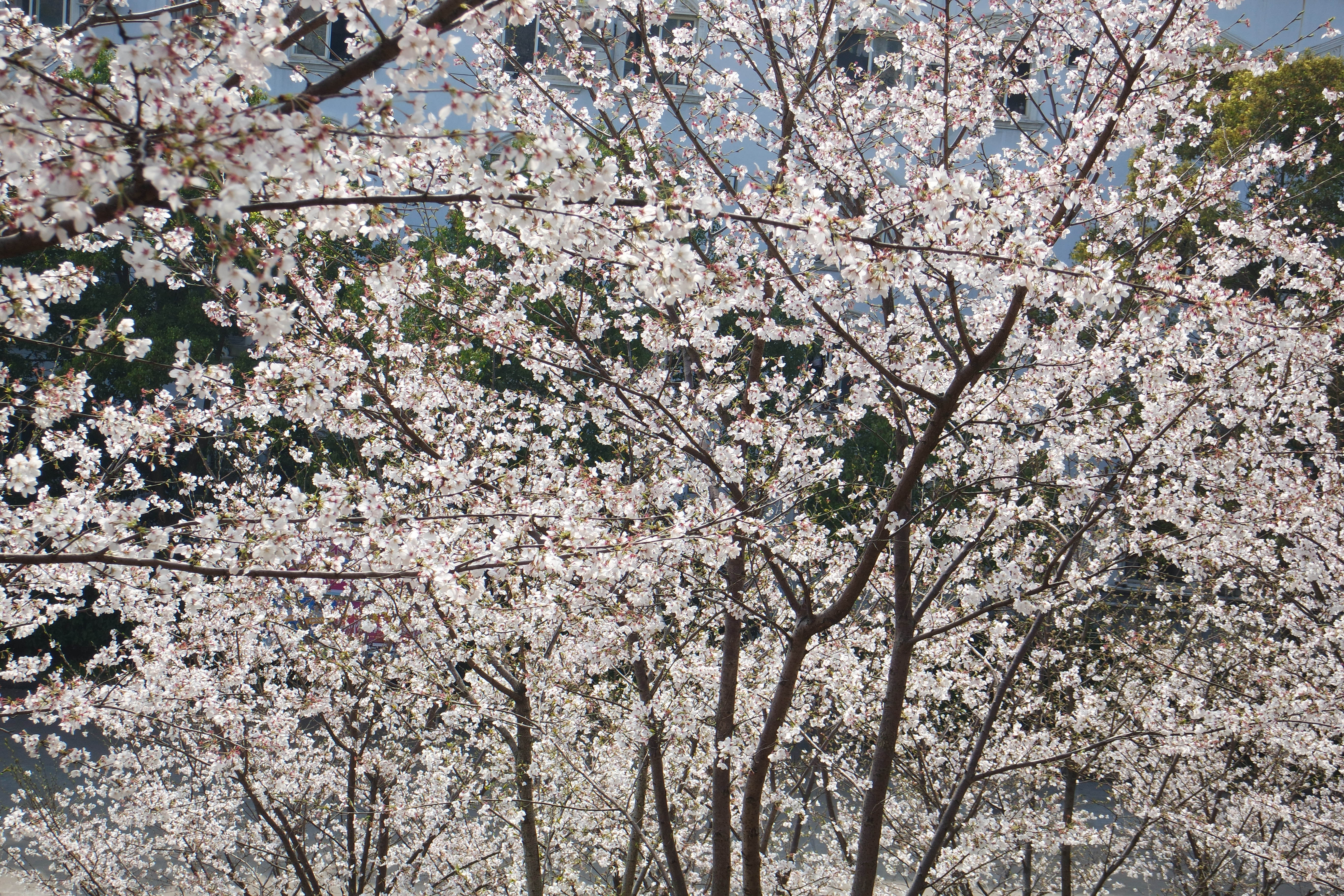 武昌理工学院樱花,武昌理工学院滚烫的青春