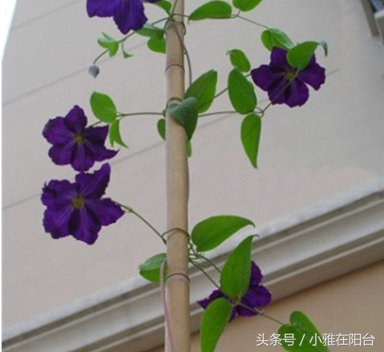 这6种花随便扔土里就能活,长势最快的爬藤植物不怕晒